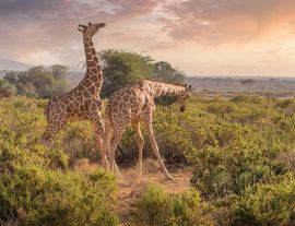 Настаняване по програмата
